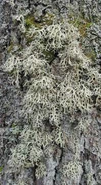 Close-up. Background of gray lichen on a tree trunk with small patches of green 스톡 사진