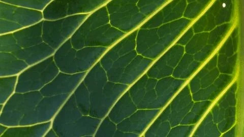 Close-up of the background. A green cabbage leaf illuminated with streaks Stock Photos