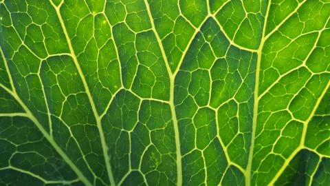 Close-up of the background. A green cabbage leaf illuminated with streaks Stock Photos