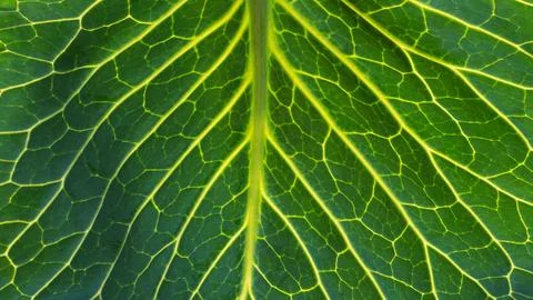 Close-up of the background. A green cabbage leaf illuminated with streaks Stock Photos