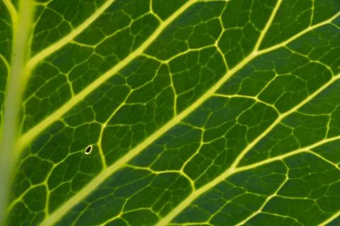 Close-up of the background. A green cabbage leaf illuminated with streaks Stock Photos
