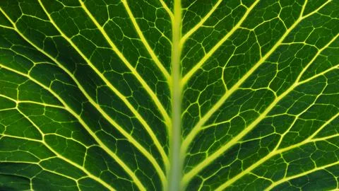 Close-up of the background. A green cabbage leaf illuminated with streaks Foto stock