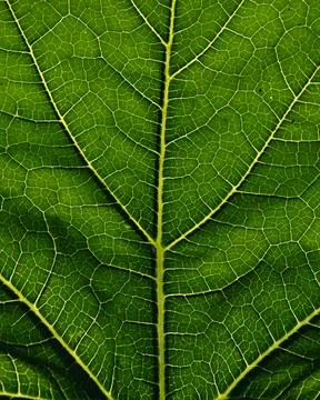 Close-up of the background. A green cabbage leaf illuminated with streaks Stock Photos