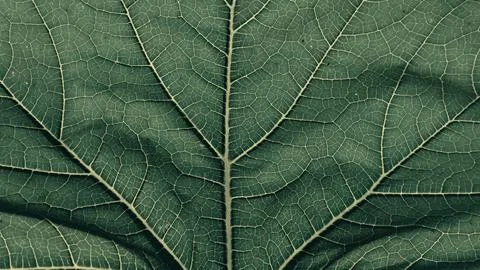 Close-up of the background. A green cabbage leaf illuminated with streaks Stock Photos