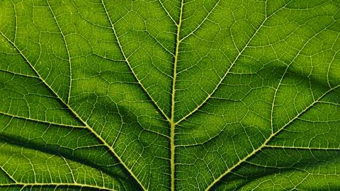 Close-up of the background. A green cabbage leaf illuminated with streaks Stock Photos