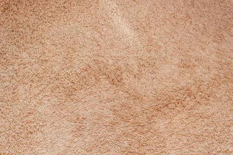 Close-up background of light brown carpet in the meeting room. Stock Photos