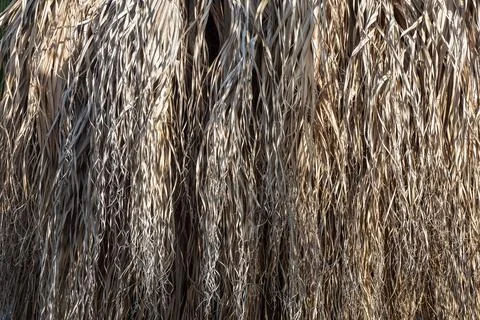 Close-up background of long, tan, brown palm frond leaves hanging Stock Photos