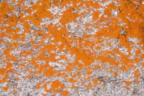 Close-up background of natural texture of bright orange lichen, a pattern on  Stock Photos