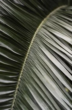 Close up background of a palm leaf Stock Photos