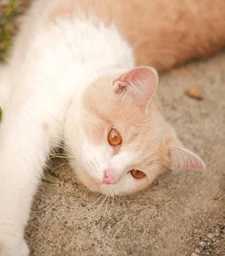 Close-up background of pet cat sleeping with orange eyes. Stock Photos