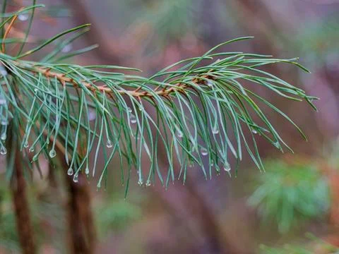 Close-up Background of Pine Needles on a Branch Covered in Fresh Water Droplets Stock Photos