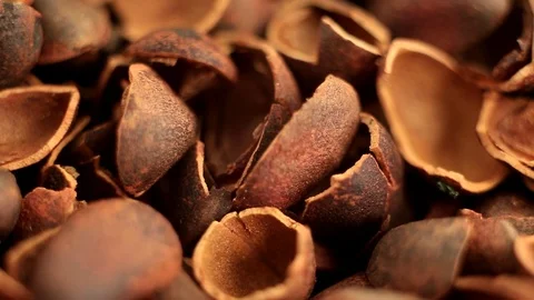 Close up background of pine nuts in skin. Makro. Stock Footage 116614227