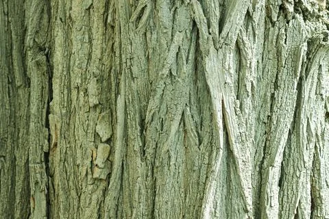 Close up background of rough tree bark texture with detailed cracks Stock Photos