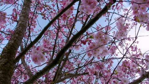Close up background of sakura tree branches in the park 動画素材 89238229