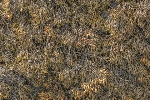 Close up background of seaweed Stock Photos