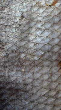Close-up background texture of detailed silver and grey scales on dried fish. Stock Photos