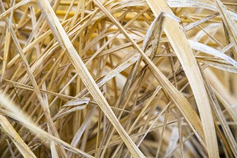 Close Up Background Texture Of Dry Grass Stock Photos