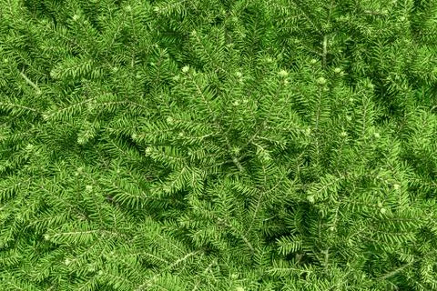Close-up background a texture furry tree branches. Spruce needles top view ba Stock Photos
