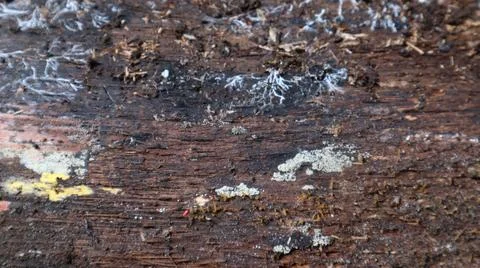 Close-up of the background texture of gray brown dry wood overgrown with wh.. Fotos de archivo