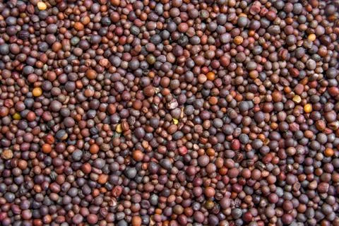 Close Up Background Texture Of A Pile Of Black Mustard Seeds. Stock Photos