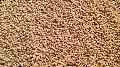 Close-up background texture of raw organic Sorghum grains Stock Footage 327572858