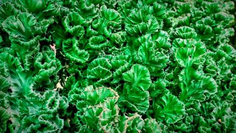 Close-up Background of Unique Shape Green Plant Foto stock