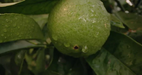 Close-up background video of green lemon ripening in the garden. Stock Footage 248216736