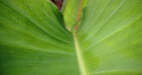 Close-up background video of a leaf Stock-Footage 248216059