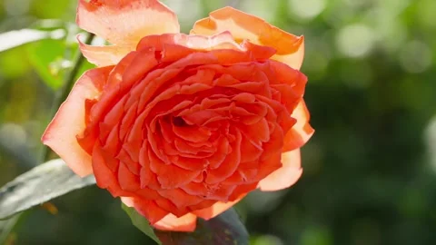 Close-up background video of an orange rose growing in a garden Stock-Footage 249108556