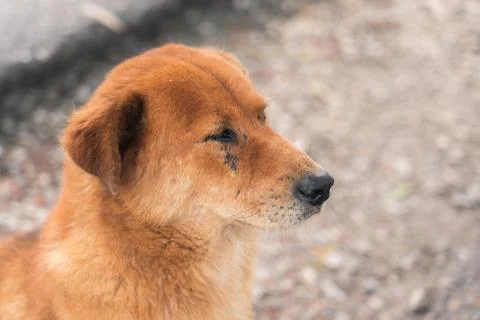 Close-up background view of the dog Stock Photos