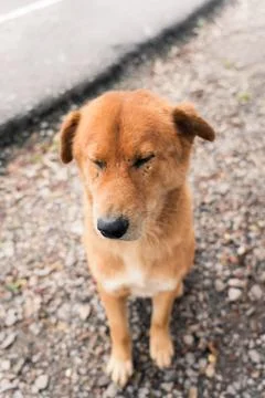 Close-up background view of the dog. Stock Photos