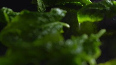 Close-up backlight of freshly picked green spinach leaves placed on a slate plat Vídeos de archivo 126049528