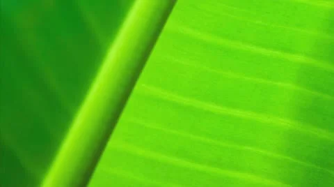 Close up of a backlit banana leaf Stock Footage 21300400