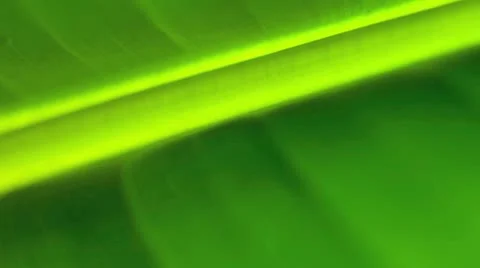 Close up of a backlit banana leaf Vídeo Stock 21300406