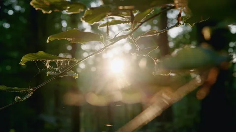 Close Up Backlit Branch, Spiderweb, Insects, Sun Flare, Golden Forest Light, 8K Stock Footage 327395018