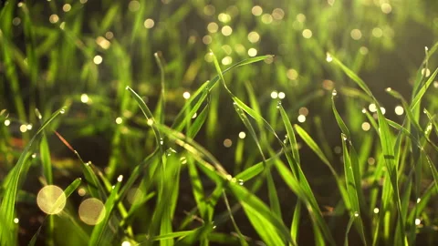 Close Up backlit grass growing on spring corn field. Shining water drops on leaf Stock Footage 164012207