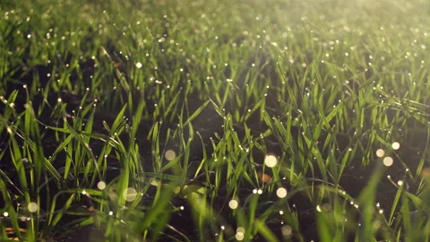 Close Up backlit grass growing on spring corn field. Shining water drops on leaf Stock Footage 164014346