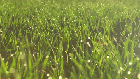 Close Up backlit grass growing on spring corn field. Shining water drops on leaf Stock Footage 164016505