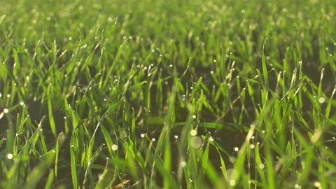 Close Up backlit grass growing on spring corn field. Shining water drops on leaf Stock Footage 164017051
