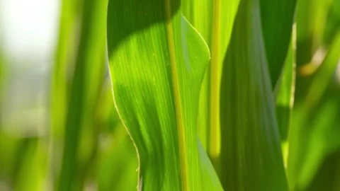 Close-up of a backlit green corn leaf swaying in strong wind Stock-Footage 338393676