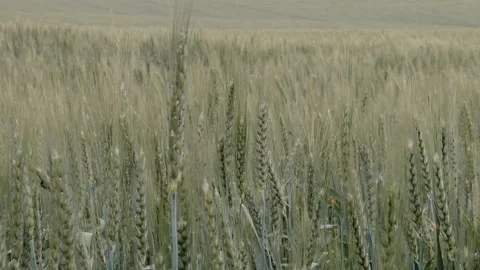 Close-up backlit green wheat ripening in a field with breeze Stock Footage 142874226
