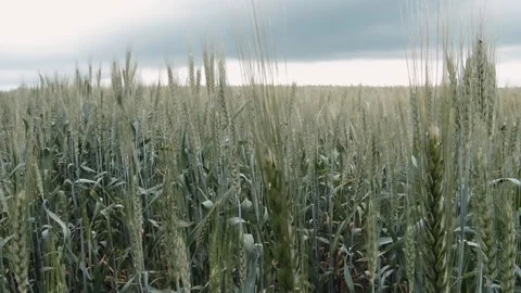 Close-up backlit green wheat ripening in a field with breeze Stock Footage 143074574