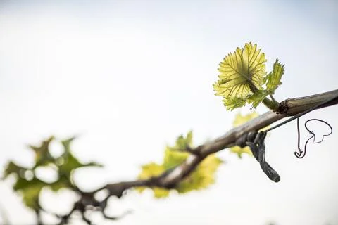 Close-up of a backlit leaf and growth shoot on a grape vine Stock Photos