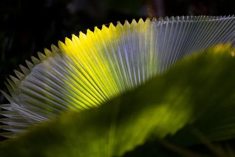 Close-up Backlit Leaf with Bright and Shadowed Areas, Nature Background Stock Photos