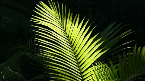 Close Up Backlit Palm Frond Stock Footage 79395265