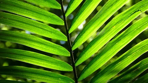 Close Up Backlit Palm Frond Video stock 79410333