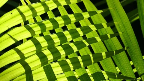 Close Up Backlit Pattern On Palm Frond Stock Footage 79409360