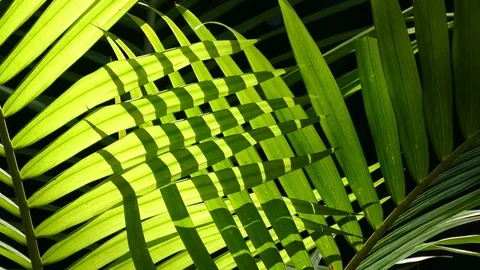 Close Up Backlit Pattern On Palm Frond Stock Footage 79411406