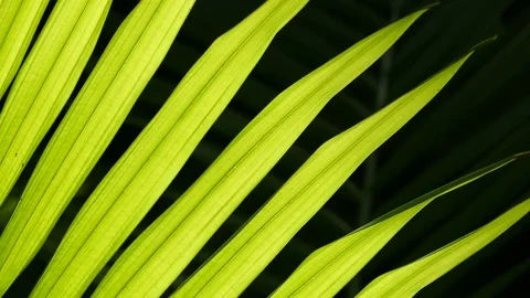 Close Up Backlit Rainforest Plant Stock Footage 79393354