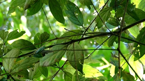 Close Up Backlit Rainforest Plant 스톡 동영상 79396305
